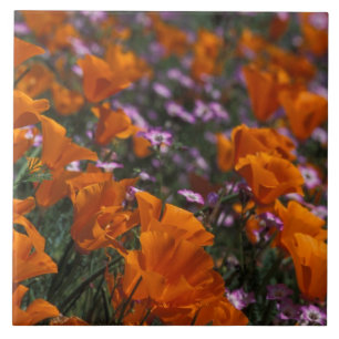 Azulejo América del Norte, Estados Unidos, California, An