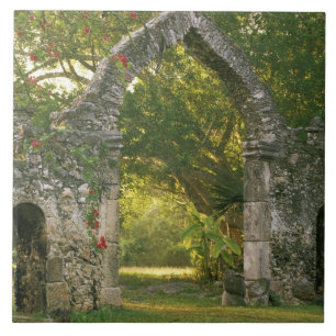 Azulejo América del Norte, México, Península de Yucatán,