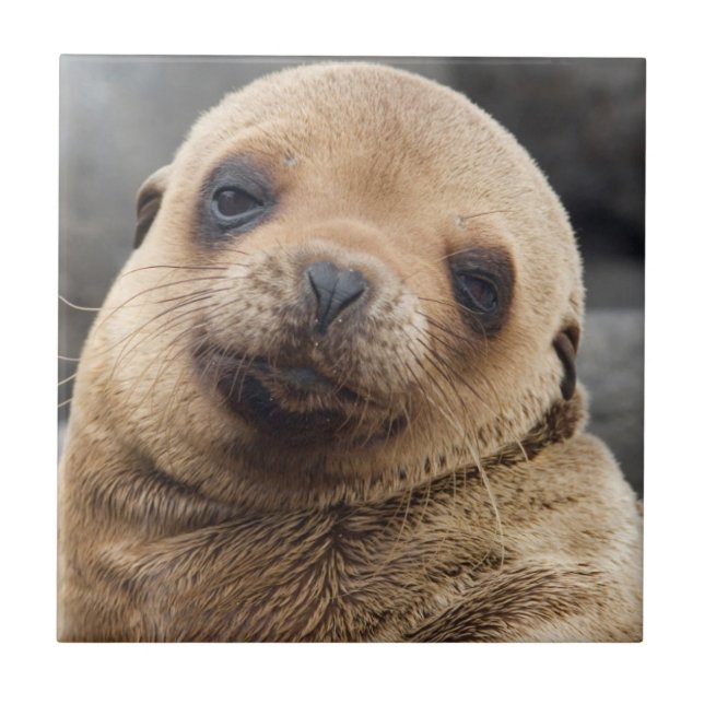 Azulejo América del Sur, Ecuador, Islas Galápagos (Frente)