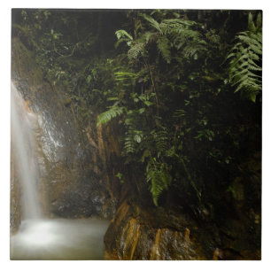 Azulejo América del Sur, Ecuador, ladera oriental de la