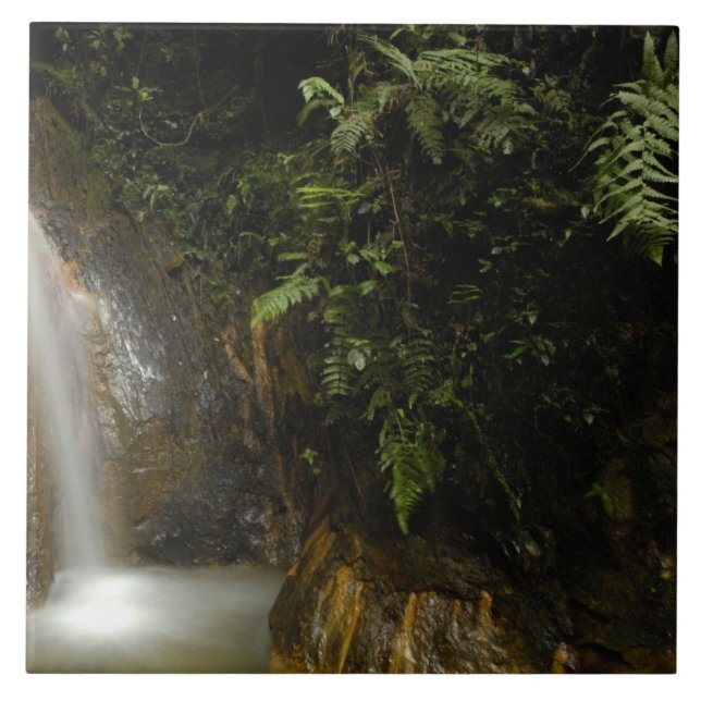 Azulejo América del Sur, Ecuador, ladera oriental de la (Frente)