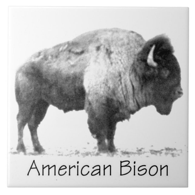 Azulejo American Bison (Frente)