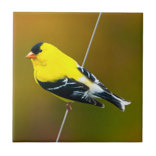 Azulejo American Goldfinch - Fotografía original