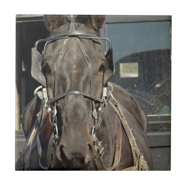 Azulejo Amish Buggy Horse (Frente)