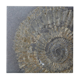 Azulejo Amonita de Pyritized