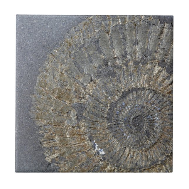 Azulejo Amonita de Pyritized (Frente)