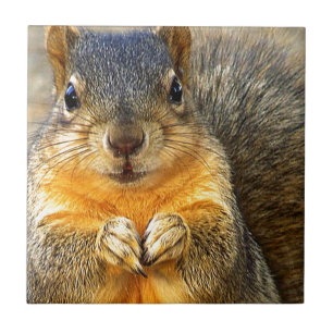 Azulejo Amor a las ardillas_
