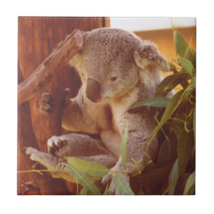 Azulejo Amor de Koala
