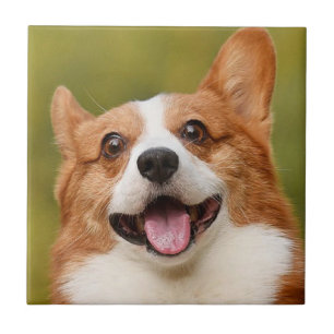 Azulejo Añadir foto de perro personalizada