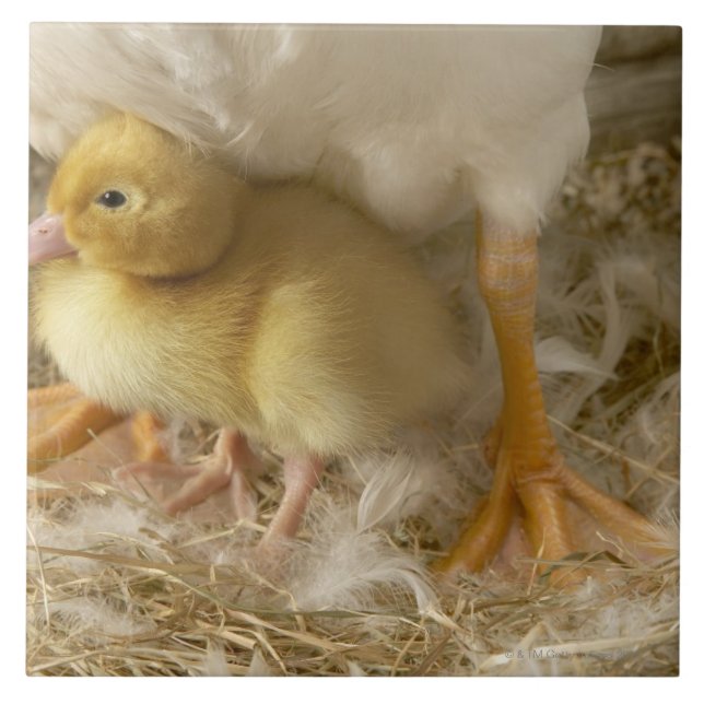 Azulejo Anadón entre las piernas de la madre (Frente)