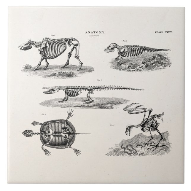 Azulejo Anatomía antigua de los esqueletos animales de los (Frente)