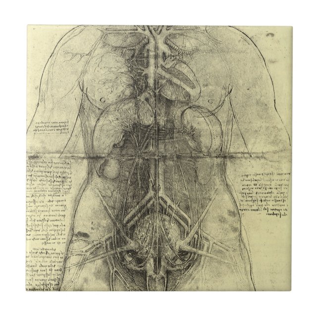 Azulejo Anatomía Humana de Leonardo da Vinci, Torso Femeni (Frente)