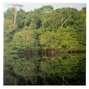 Azulejo Anavilhanas, Amazonas, Brasil. Río de selva tropic