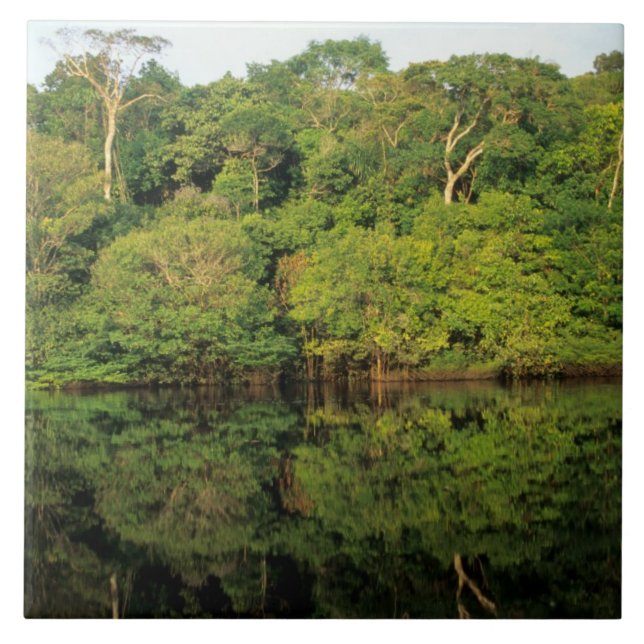 Azulejo Anavilhanas, Amazonas, Brasil. Río de selva tropic (Frente)