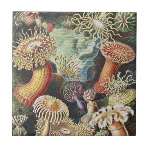 Azulejo Anémonas de Mar de Haeckel Arte Náutico de Vida Ma