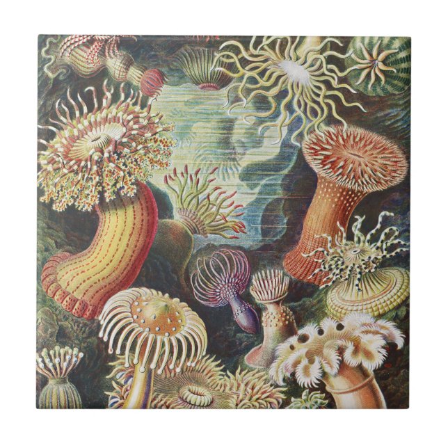 Azulejo Anémonas de Mar de Haeckel Arte Náutico de Vida Ma (Frente)