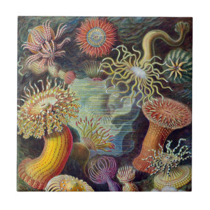 Azulejo Anémonas marinas vintage por Ernst Haeckel