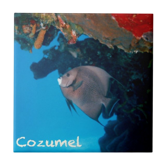 Azulejo Angelfish de Cozumel (Frente)