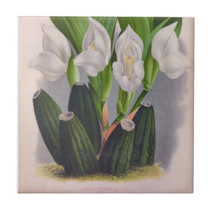 Azulejo Anguloa Uniflora Lindenia