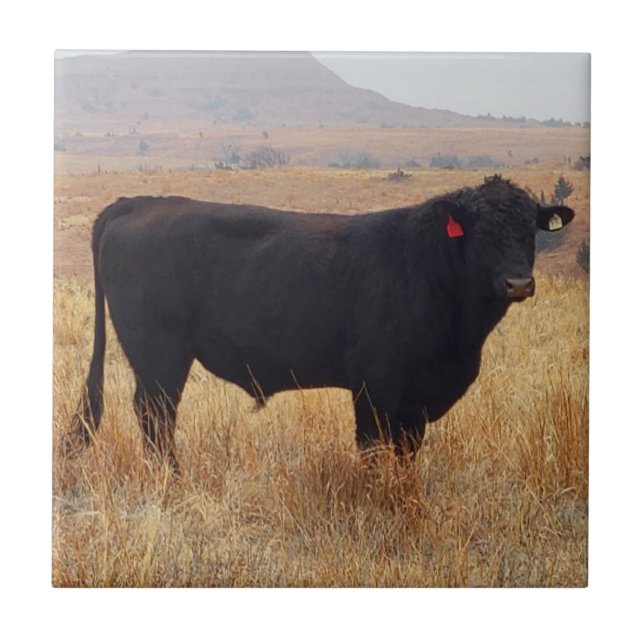 Azulejo Angus negros Steer Grazing con su manada (Frente)