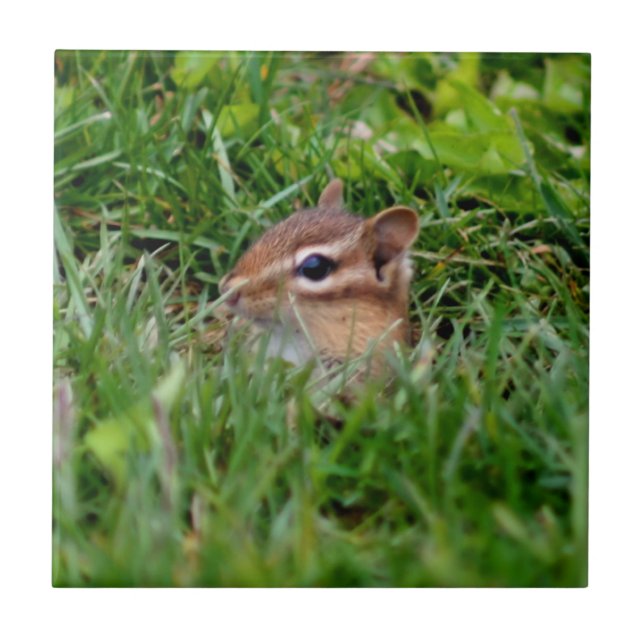 Azulejo Animal Cute Peeking Chipmunk (Frente)