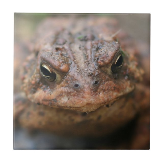 Azulejo Animal Cute Toad Face (Frente)