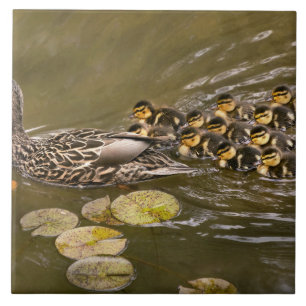 Azulejo Animal - Ducks - Swim like a duck