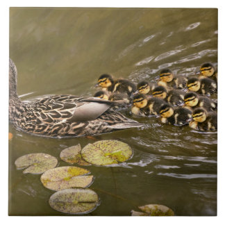 Azulejo Animal - Ducks - Swim like a duck