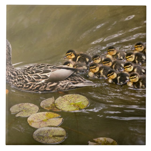 Azulejo Animal - Ducks - Swim like a duck (Frente)