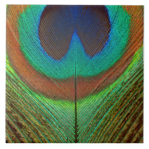 Azulejo Animal - pájaro - pluma del pavo real
