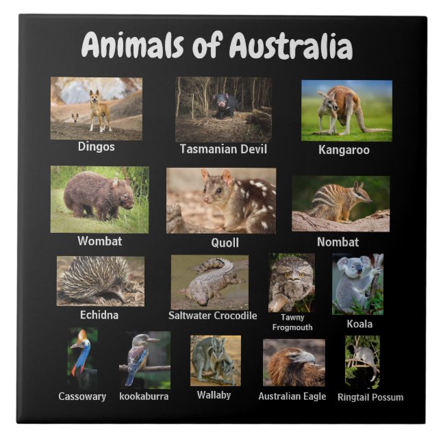 Azulejo Animales de Australia (Frente)
