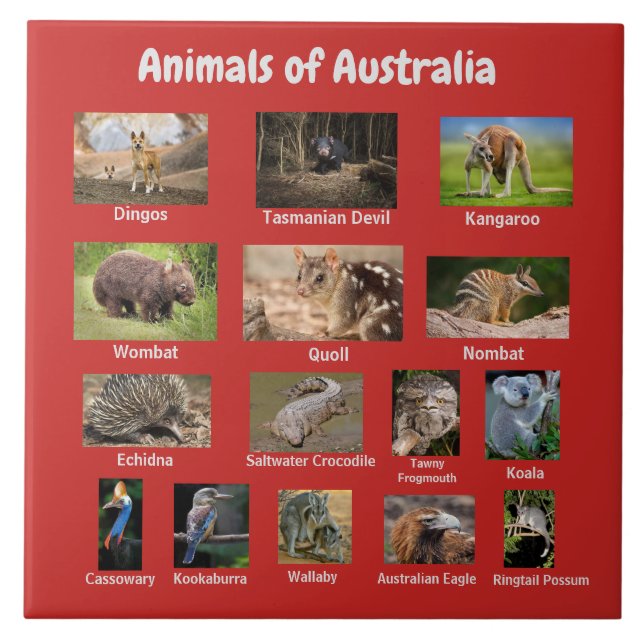 Azulejo Animales de Australia (Frente)