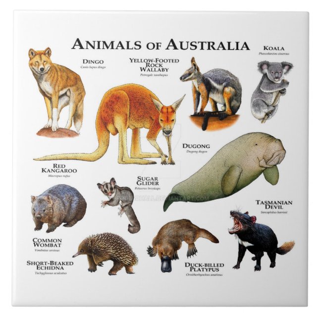 Azulejo Animales de Australia (Frente)