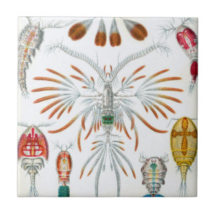 Azulejo Animales Oceánicos Antiguos, Copepoda por Ernst Ha
