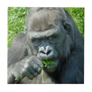 AZULEJO ANIMALES SALVAJES - GORILLAS