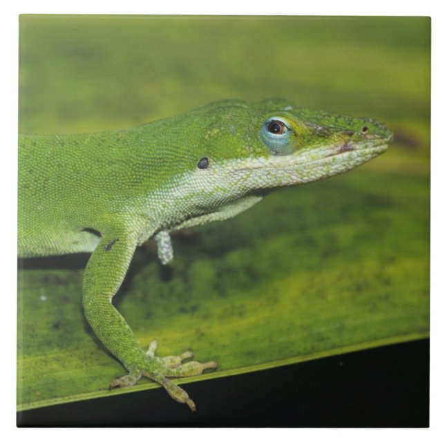 Azulejo Anole verde, Anolis carolinensis, adulto sobre la  (Frente)