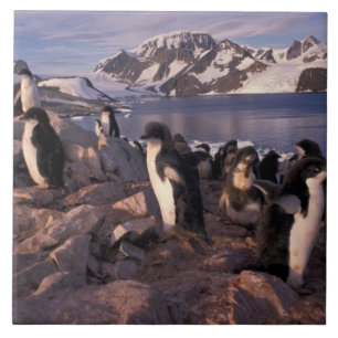 Azulejo Antártida, crías de pingüino de Adelia