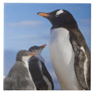 Azulejo Antártida, Neko Cove (Puerto). Pingüino de Gentoo 