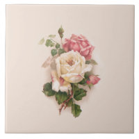 Antecedentes de rosas blancas/rosadas anticuadas