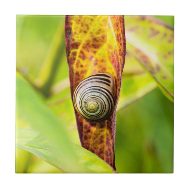 Azulejo apego (Frente)