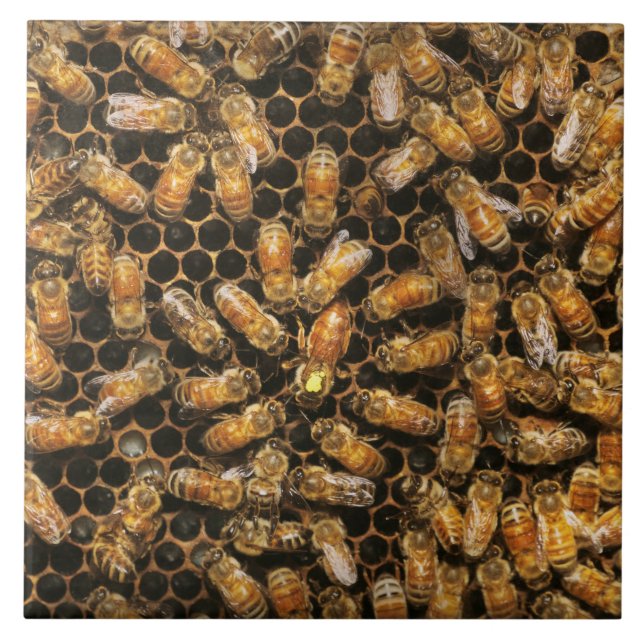 Azulejo Apiario - Abeja - Un granizo a la reina (Frente)