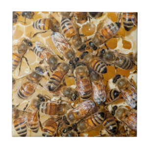 Azulejo Apicultura en Arlo's Honey Farm