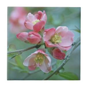 Azulejo Apple Blossom #P0356 Tile