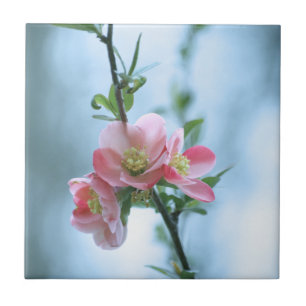 Azulejo Apple Blossom #P0365 Tile