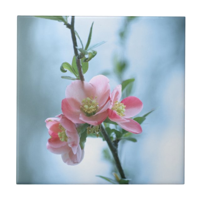 Azulejo Apple Blossom #P0365 Tile (Frente)