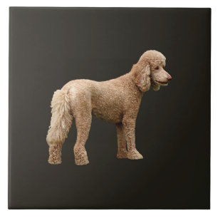 Azulejo Apricot Poodle