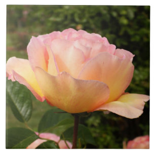 Azulejo Apricot Rosa