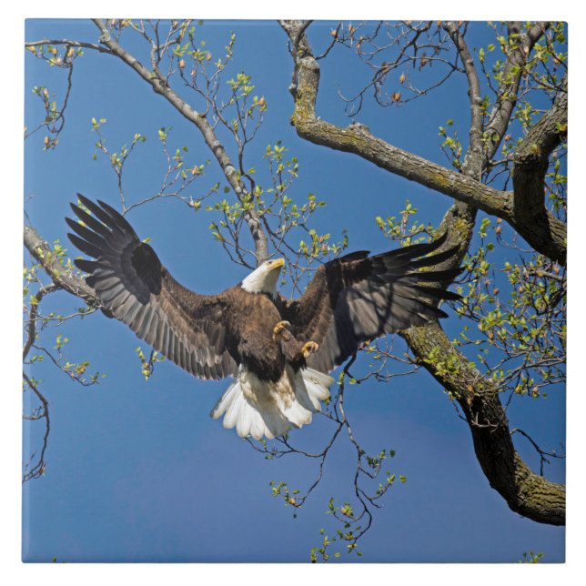 Azulejo Aproximación al aterrizaje  (Frente)