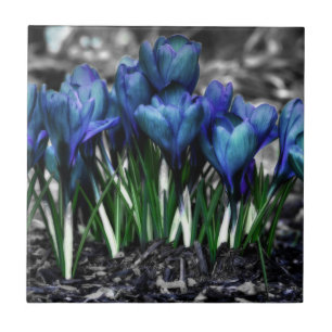 Azulejo Aqua Blue Crocus Blooms