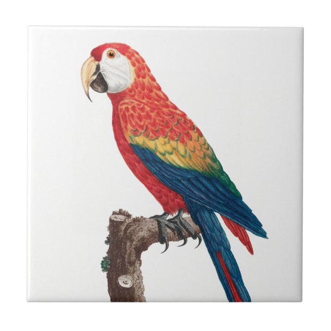 Azulejo Ara Canga Parrot (Frente)